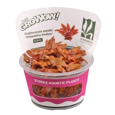 Cryptocoryne sindoor - Growow Tc Plant