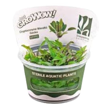 Cryptocoryne gecko- Growow Tc Plant