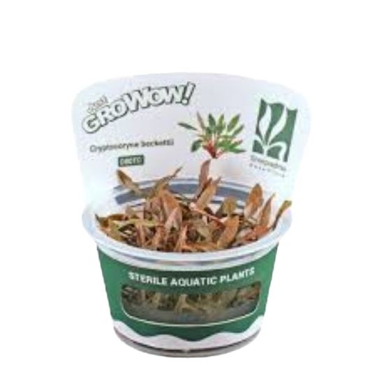 Cryptocoryne beckettii - Growow Tc Plant