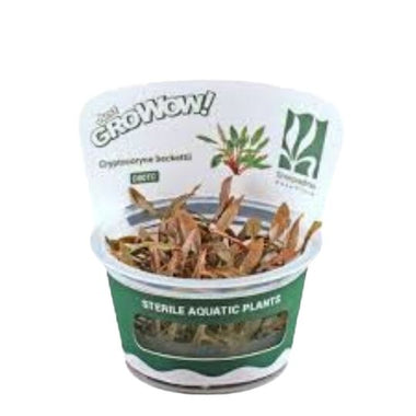 Cryptocoryne beckettii - Growow Tc Plant