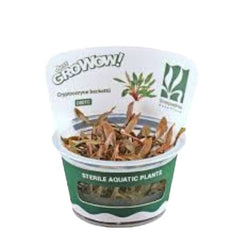 Cryptocoryne beckettii - Growow Tc Plant