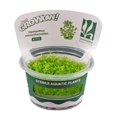 Hemianthus Micranthemoides (Pearl Weed) TC Cup - Growow Tc cup