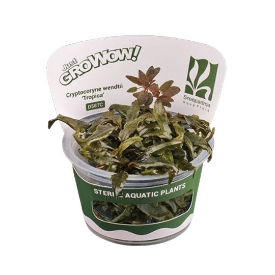 Cryptocoryne wendtii - Growow Tc Plant