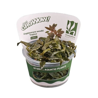 Cryptocoryne wendtii - Growow Tc Plant