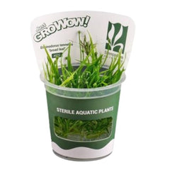 Tennelus broad leaf - Growow Tc Plant