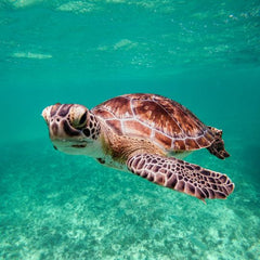 Reptile Garden API Turtle & Tortoise Calcium 30ml