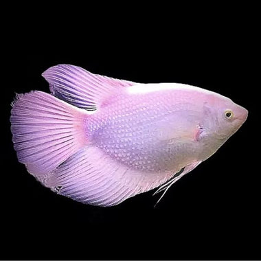 Albino Giant Gourami 8cm