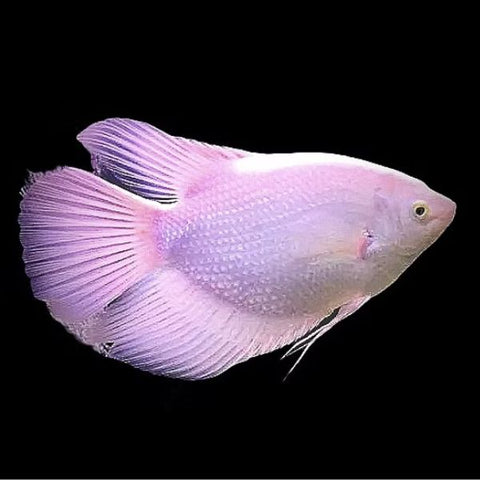 Albino Giant Gourami 8cm