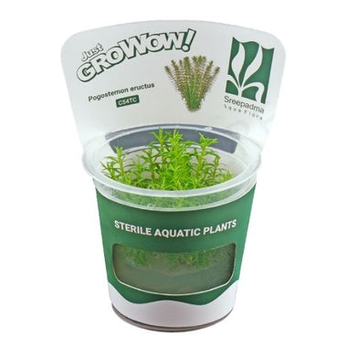 Pogostemon eructus - Growow Tc Plant