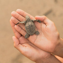 Reptile Garden API Turtle & Tortoise Calcium 30ml