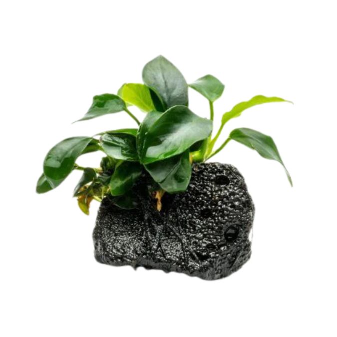 ANUBIAS NANA PETITE ON ROCK