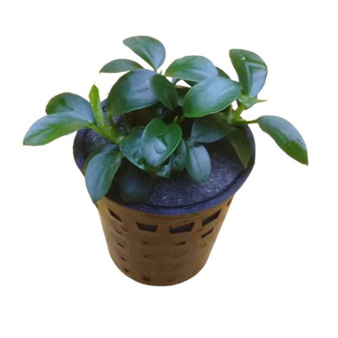 Anubias Nana Petite Plant