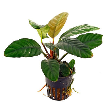 ANUBIAS COFFEEFOLIA
