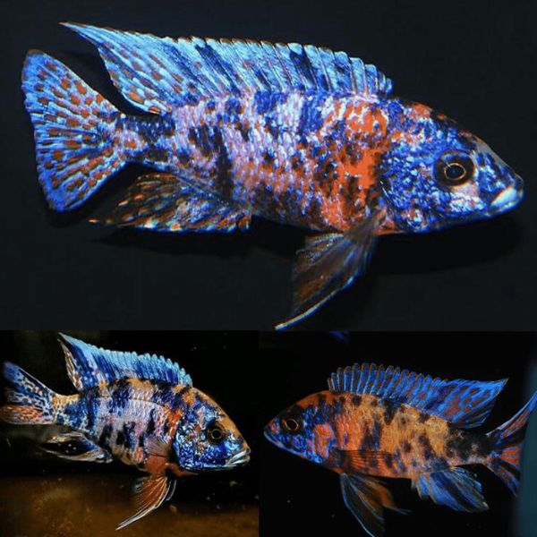 OB Peacock Cichlid 8cm