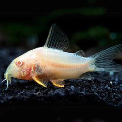 Albino Cory Catfish