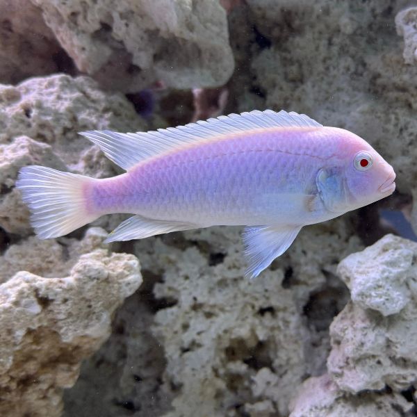 Malawi Cichlids