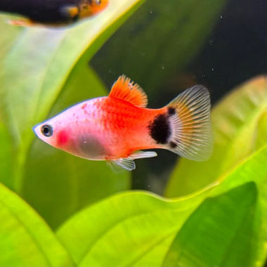 Micky Mouse Platy Fish