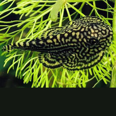 Hillstream Borneo Loach