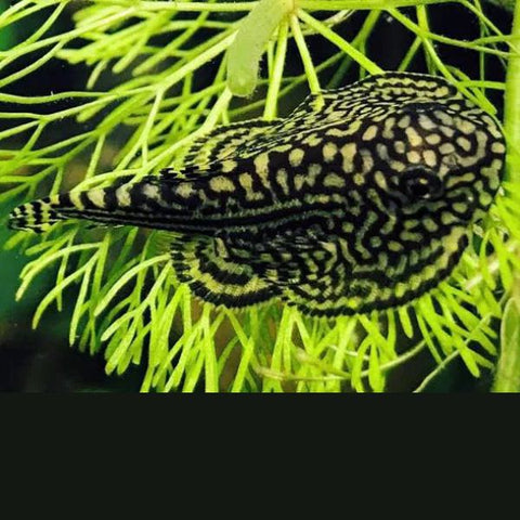 Hillstream Borneo Loach