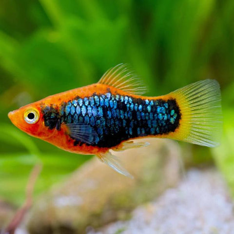 Moon Platy