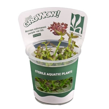 Bacopa Salzmannii purple - Growow Tc Plant