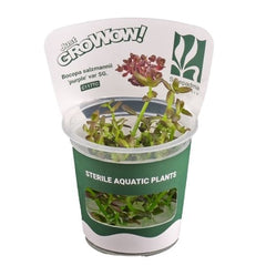 Bacopa Salzmannii purple - Growow Tc Plant