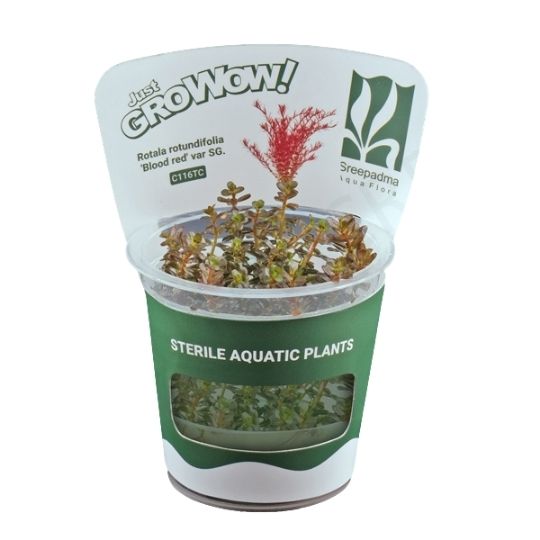 Rotala blood red- Growow Tc Plant
