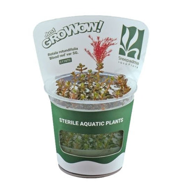Rotala blood red- Growow Tc Plant