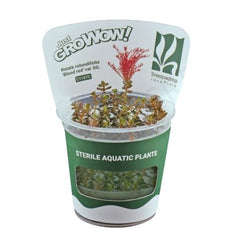 Rotala blood red- Growow Tc Plant