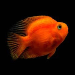 Red Parrot Fish 6cm