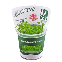 Proserpinaca palustris - Growow Tc Plant