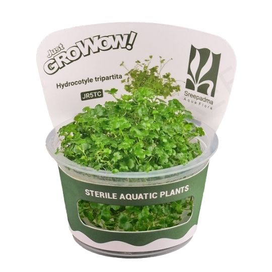 Hydrocotyle tripartita - Growow Tc Plant