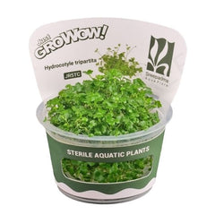 Hydrocotyle tripartita - Growow Tc Plant