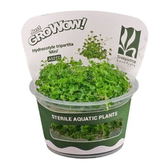 Hydrocotyle tripartita mini - Growow Tc Plant