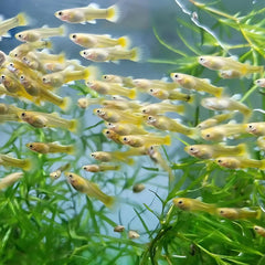 24k Gold Guppy