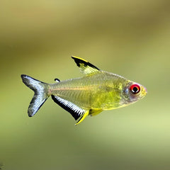 Lemon Tetra