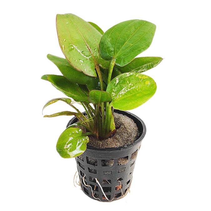 Echinodorus ‘fancy curl’