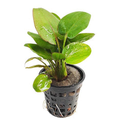 Echinodorus ‘fancy curl’