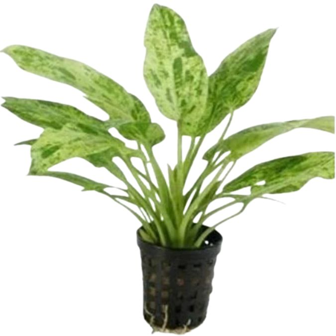 Amazon Sword Variegated