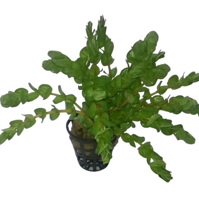 Rotala rotundifolia 'twilight'