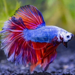 Over Half Moon Multicolor Male Betta