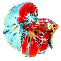 Over Half Moon Multicolor Male Betta