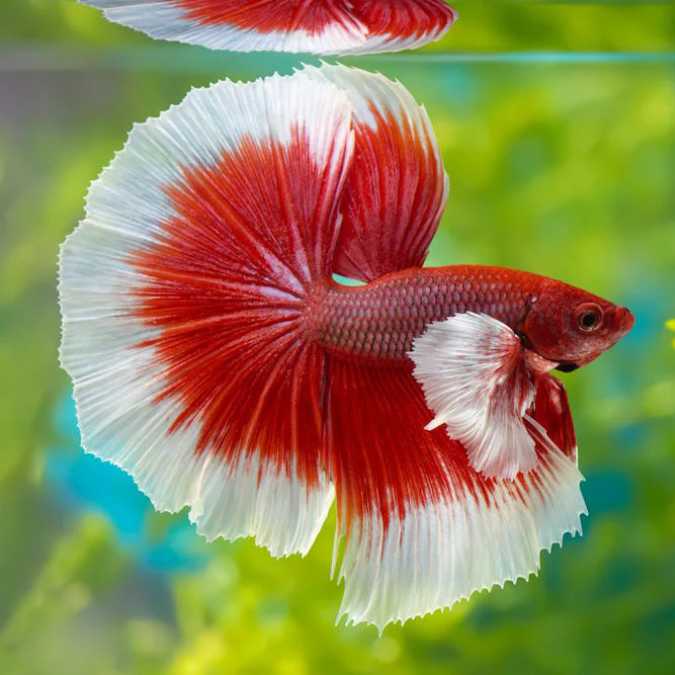 Over Half Moon Multicolor Male Betta