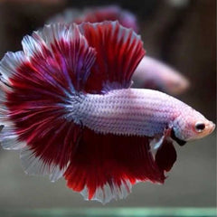 Over Half Moon Betta Rosetail Male