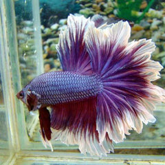 Over Half Moon Betta Rosetail Male