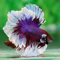 Over Half Moon Betta Rosetail Male