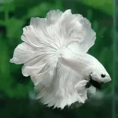 Over Half Moon Betta Rosetail Male