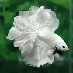 Over Half Moon Betta Rosetail Male