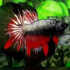 Over Half Moon Betta Butterfly Male