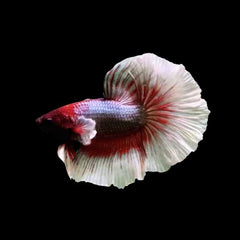 Over Half Moon Betta Butterfly Male